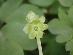 Adoxa moschatellina