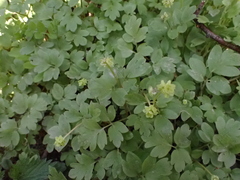 Adoxa moschatellina