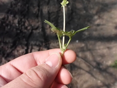 Adoxa moschatellina