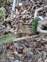 Acanthocereus oaxacensis