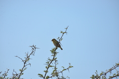 Ploceus velatus