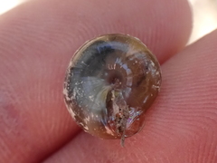 Morlina glabra