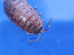 Porcellio debueni
