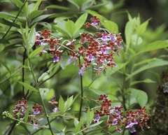 Epidendrum pseudoschumannianum