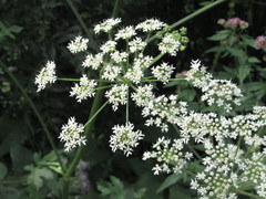 Heracleum sphondylium sphondylium