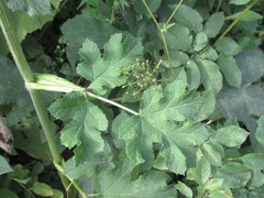 Heracleum sphondylium sphondylium