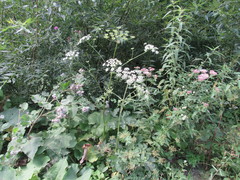 Heracleum sphondylium sphondylium