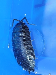 Porcellio debueni