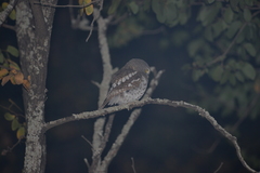 Glaucidium capense