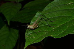 Paranisitra longipes
