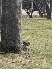 Sciurus carolinensis