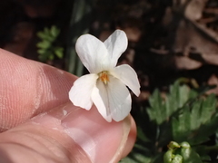 Viola