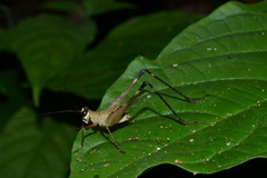 Paranisitra longipes