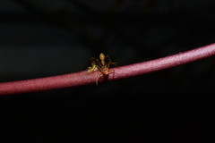 Myrmarachne assimilis