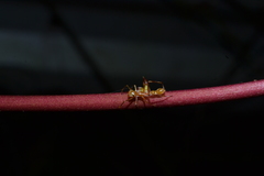 Myrmarachne assimilis