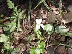 Viola