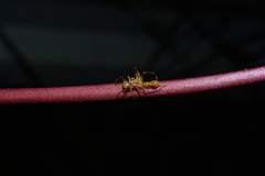 Myrmarachne assimilis