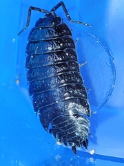 Porcellio debueni