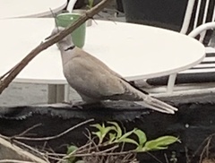 Streptopelia decaocto