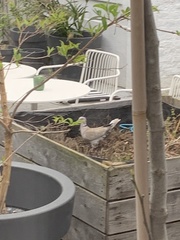 Streptopelia decaocto