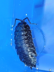 Porcellio debueni