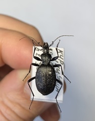 Cychrus aeneus starcki