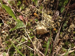 Cladonia piedmontensis
