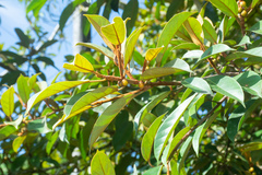 Ficus consociata