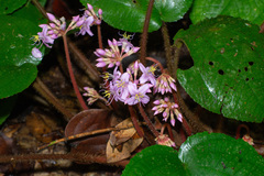 Phyllagathis