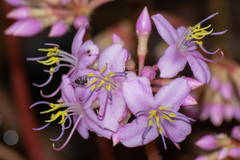 Phyllagathis