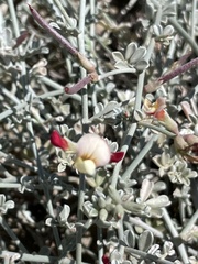 Lotus bryantii