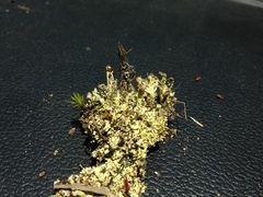 Cladonia piedmontensis