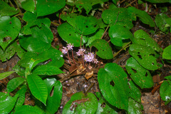 Phyllagathis