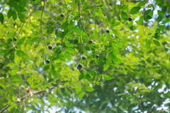 Elaeocarpus stipularis