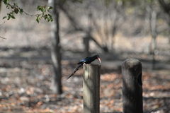 Phoeniculus purpureus marwitzi