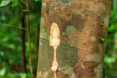 Elaeocarpus stipularis