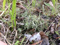 Cladonia piedmontensis