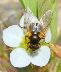 Blera nigra
