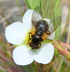 Blera nigra