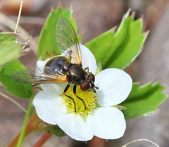 Blera nigra