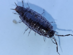 Chaetophiloscia elongata