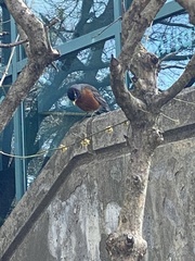 Turdus migratorius