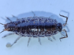 Chaetophiloscia elongata