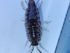 Chaetophiloscia elongata