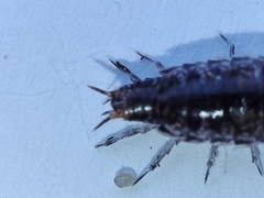 Chaetophiloscia elongata