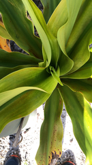 Agave attenuata
