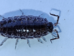 Chaetophiloscia elongata