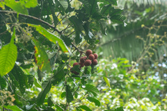 Chisocheton ceramicus