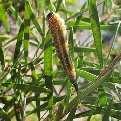 Pterygophorus cinctus