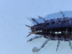 Chaetophiloscia elongata